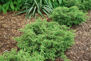Tortuga® Juniper