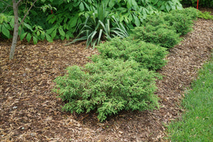 Tortuga® Juniper