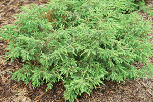 Tortuga® Juniper