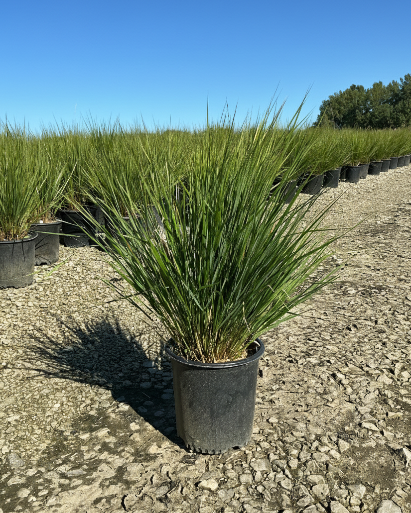 Potted 2 Gallon Karl Foerester Feather Reed Grass on a gravel surface with a clear blue sky at Natutre Hills Nursery.
