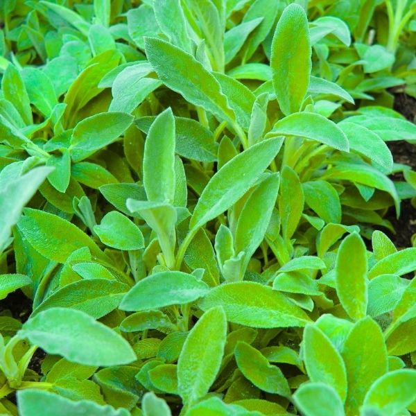Close-up of Key Lime Lamb’s Ears foliage with velvety, touchable leaves in bright lime-green tones, a deer-resistant, low-maintenance perennial for pollinator-friendly gardens, pathways, mixed beds, and water-wise garden design