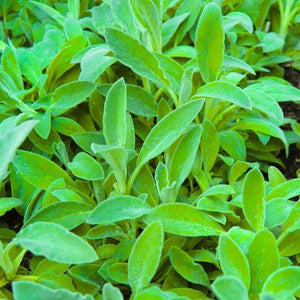 Close-up of Key Lime Lamb’s Ears foliage with velvety, touchable leaves in bright lime-green tones, a deer-resistant, low-maintenance perennial for pollinator-friendly gardens, pathways, mixed beds, and water-wise garden design