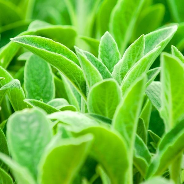 Key Lime Lamb’s Ears (Stachys) showing soft, fuzzy chartreuse-green leaves with a low, spreading habit, a drought-tolerant perennial groundcover for sunny borders, edging, rock gardens, and xeriscape landscaping.
