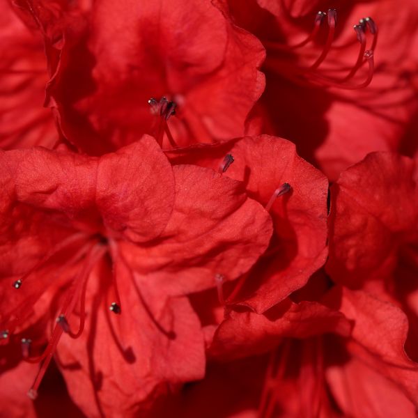 King’s Red Exbury Azalea