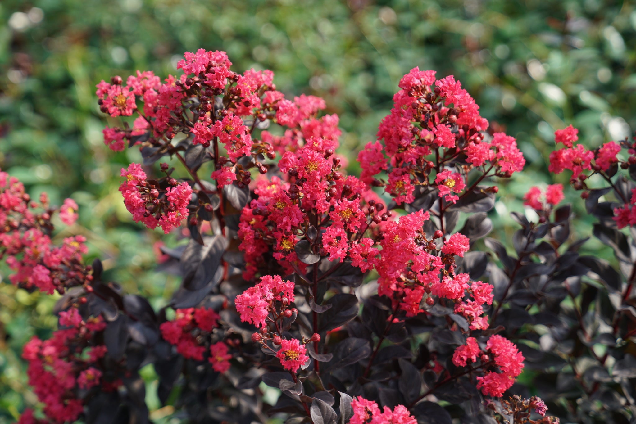 Center Stage® Pink Crape Myrtle
