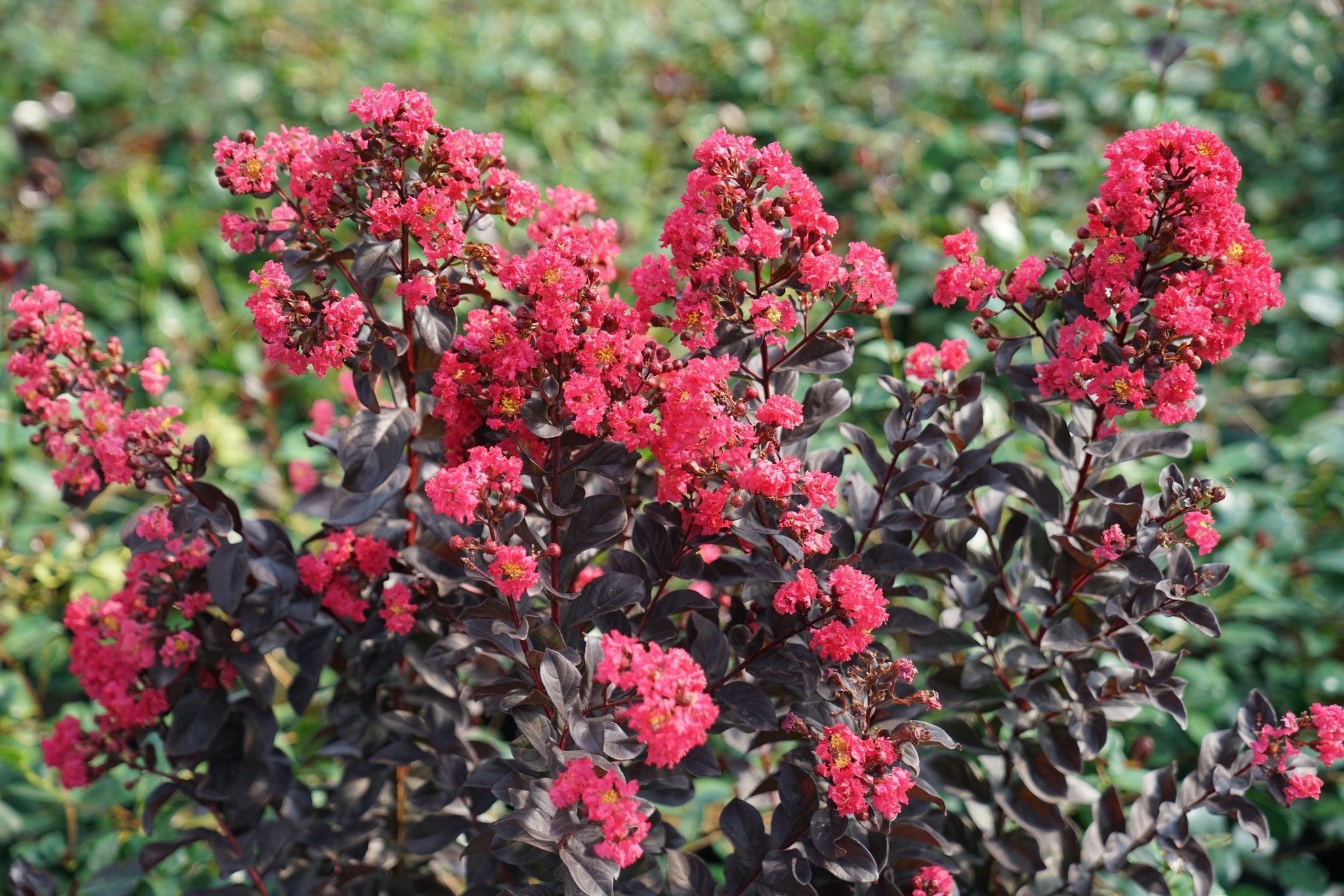 Center Stage® Pink Crape Myrtle