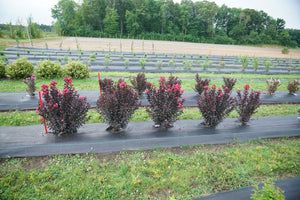 Center Stage® Pink Crape Myrtle
