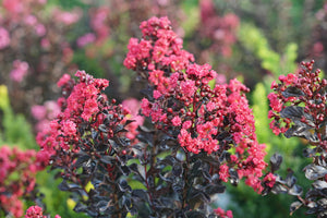 Center Stage® Pink Crape Myrtle