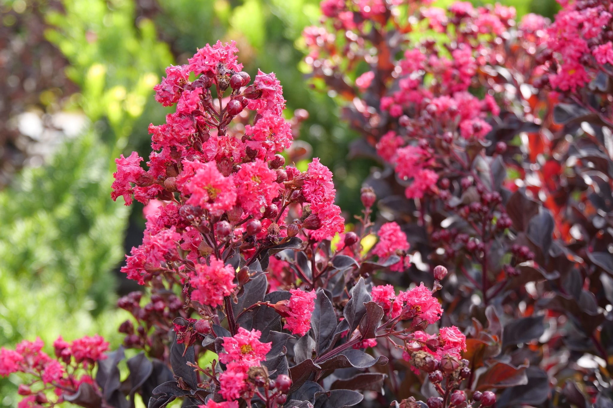 Center Stage Pink Crape Myrtle: Dark Foliage | Nature Hills
