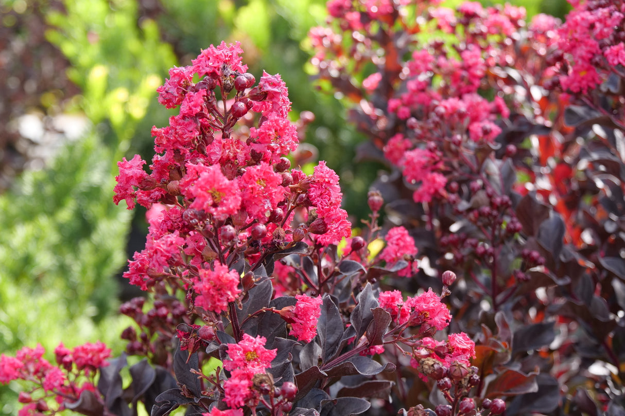 Center Stage® Pink Crape Myrtle