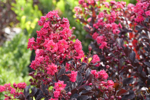 Center Stage® Pink Crape Myrtle