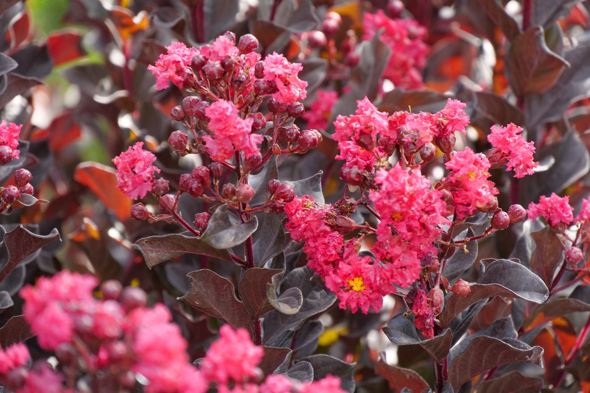 Center Stage® Pink Crape Myrtle