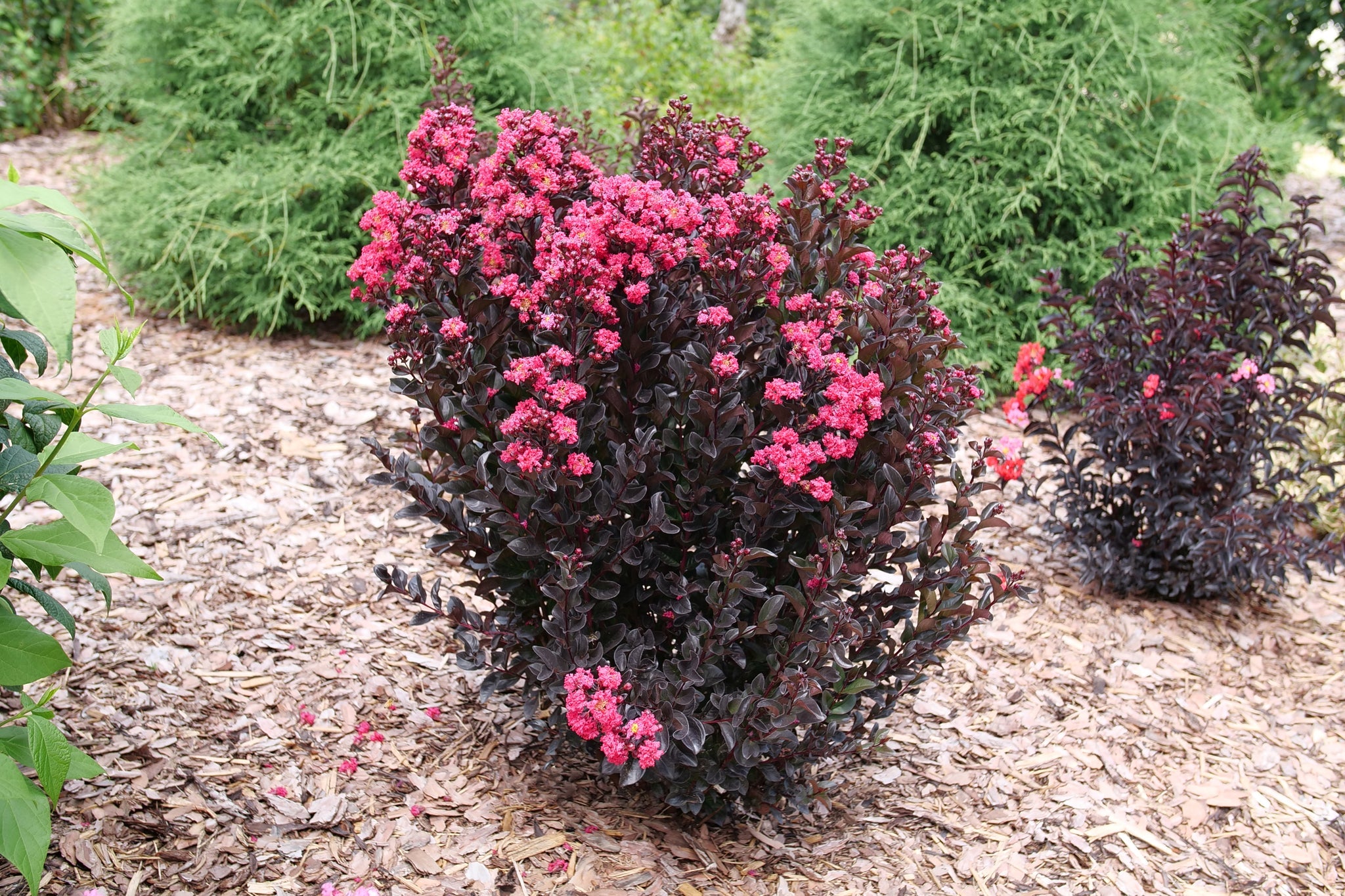 Center Stage Pink Crape Myrtle: Dark Foliage | Nature Hills