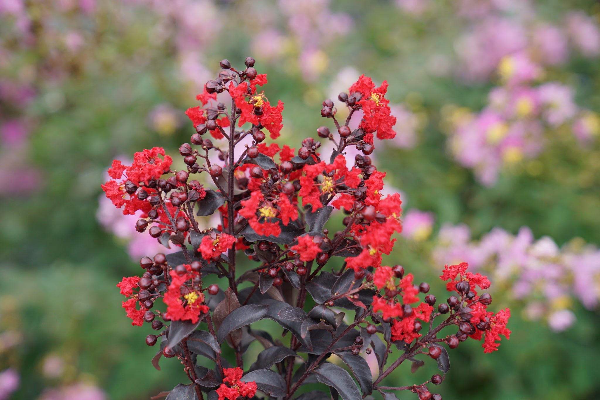 Center Stage® Red Crape Myrtle