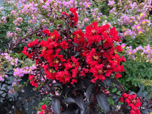 Center Stage® Red Crape Myrtle