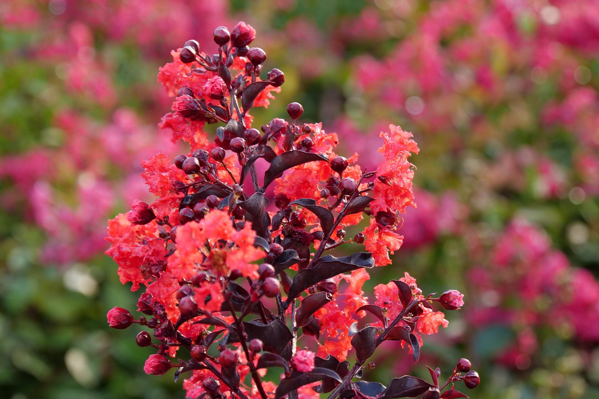 Center Stage® Red Crape Myrtle