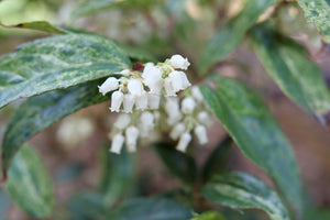 Detail view of Paisley Pup® Doghobble (Leucothoe fontanesiana ''KLMFP') showing plant structure and foliage.