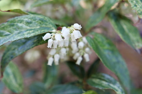 Detail view of Paisley Pup® Doghobble (Leucothoe fontanesiana ''KLMFP') showing plant structure and foliage.