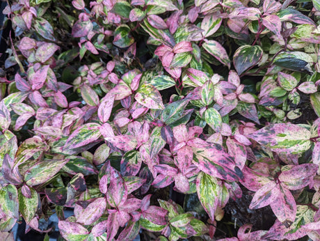 Paisley Pup® Doghobble (Leucothoe fontanesiana ''KLMFP'), a shrub featuring arching, erect form.