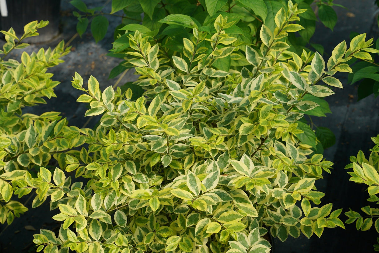 Good Vibrations® Privet