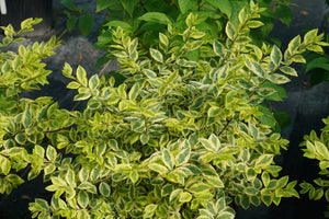 Good Vibrations® Privet