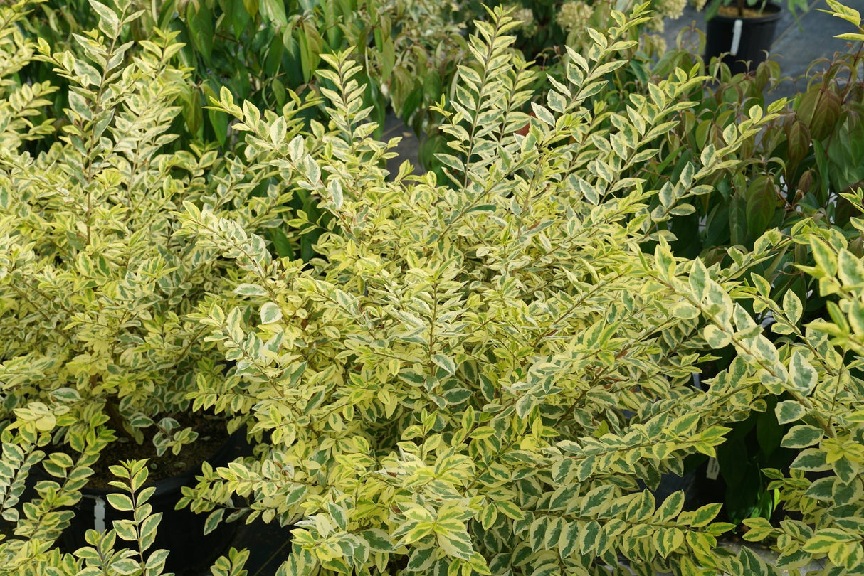 Good Vibrations® Privet