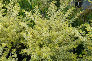 Good Vibrations® Privet