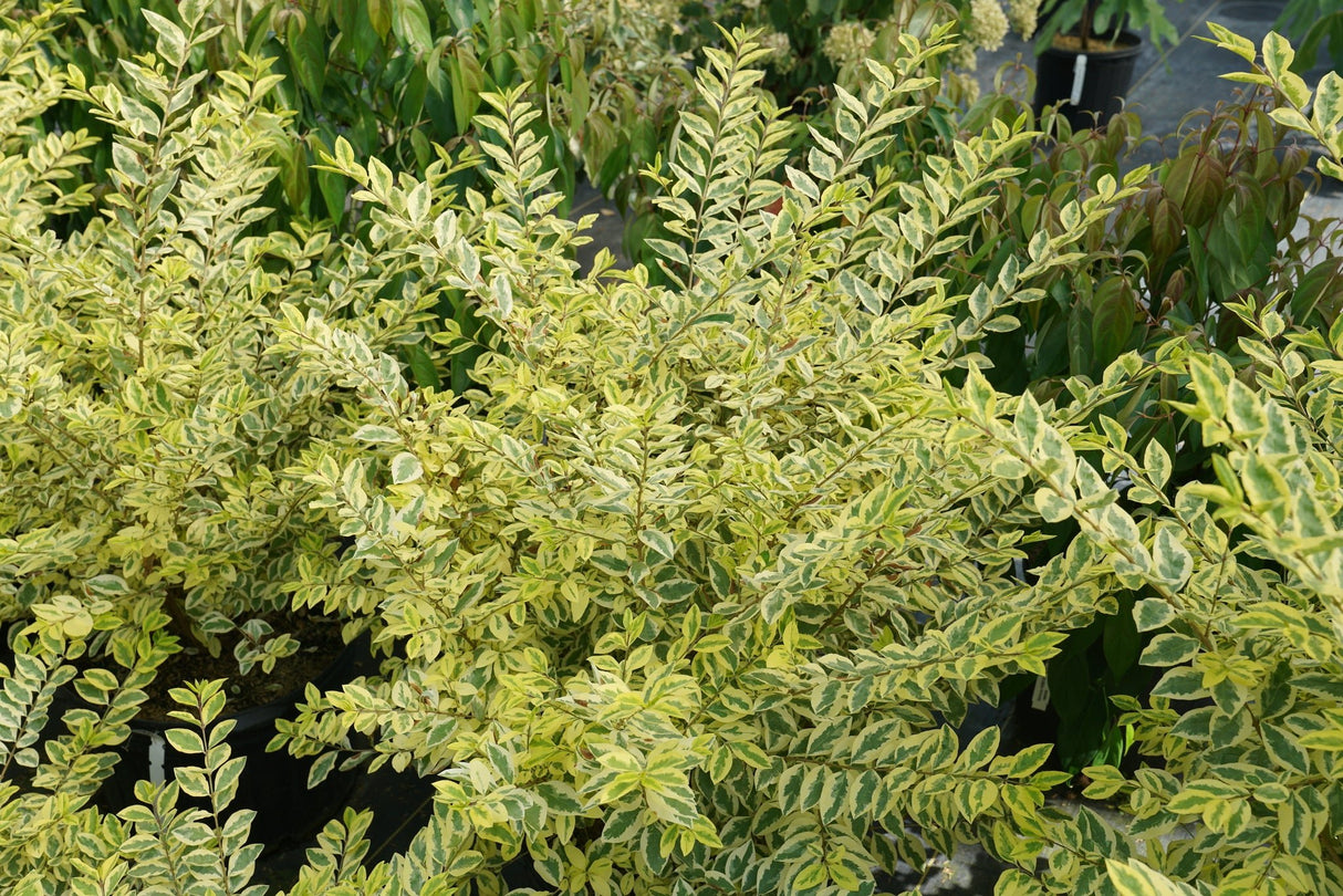 Good Vibrations® Privet