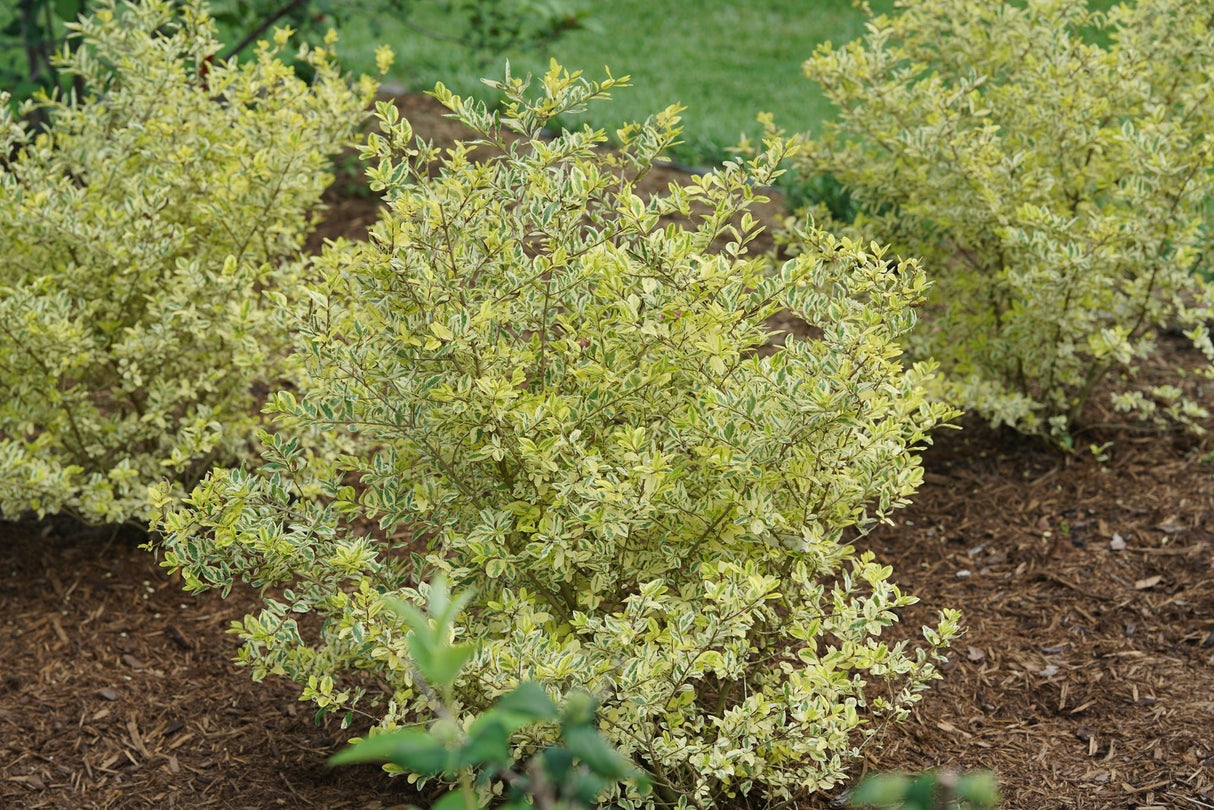 Good Vibrations® Privet