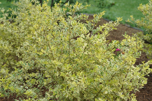 Good Vibrations® Privet