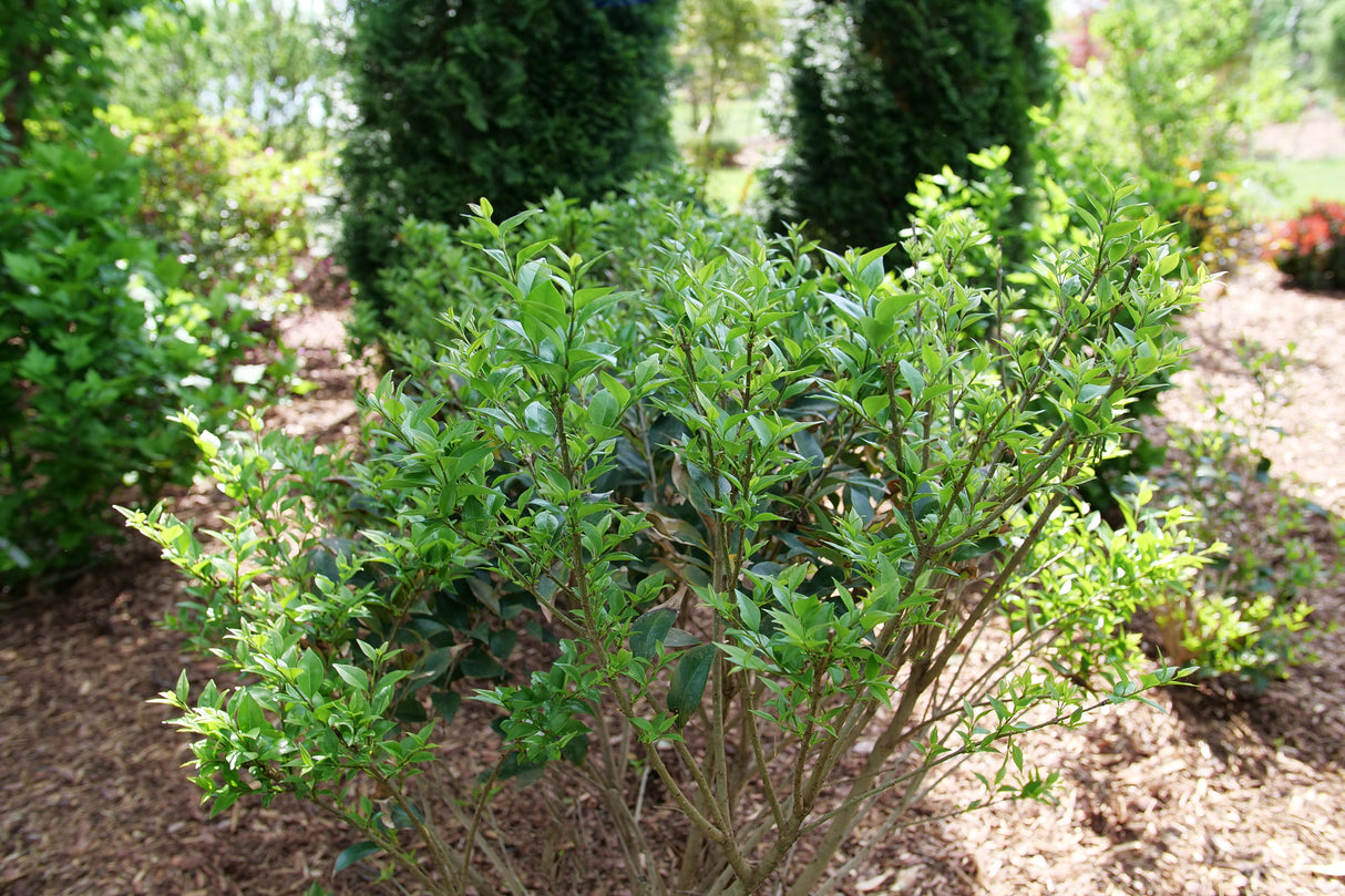 Kindly® Japanese Privet