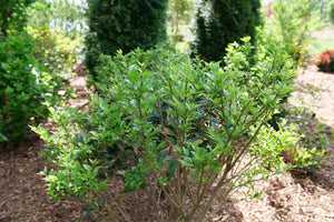 Kindly® Japanese Privet