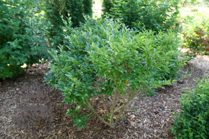 Kindly® Japanese Privet