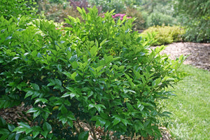 Kindly® Japanese Privet