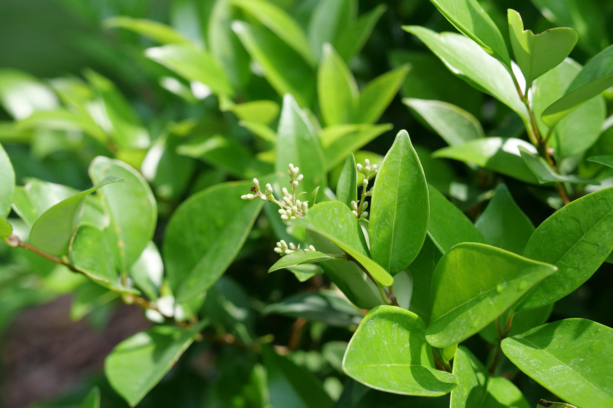 Kindly® Japanese Privet