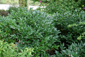 Kindly® Japanese Privet