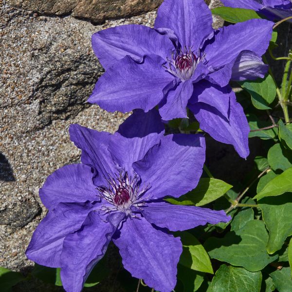 Lindsay Clematis Dual Blooms