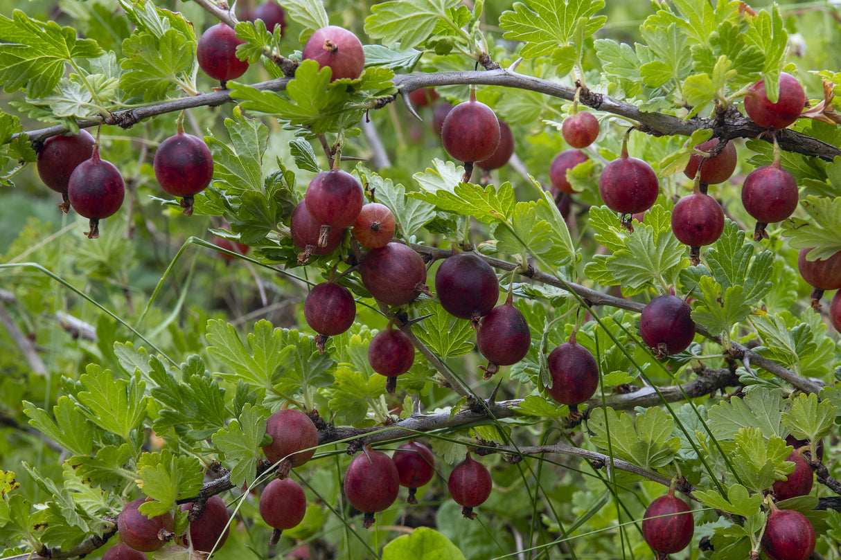 Little Ben Dwarf Gooseberry