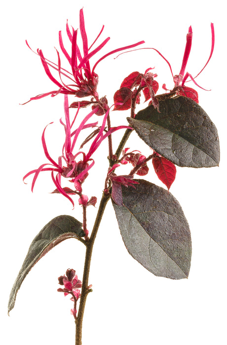 Detail view of Jazz Hands Bold® Chinese Fringe Flower (Loropetalum chinense 'Kurobi') showing plant structure and foliage.