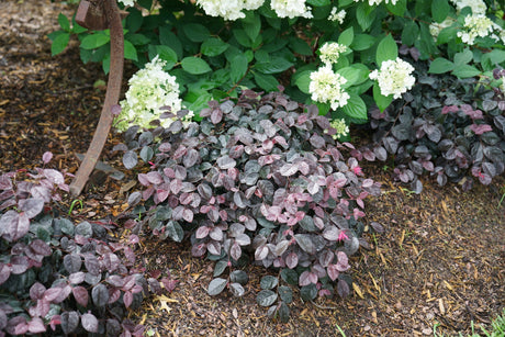Jazz Hands Bold® Chinese Fringe Flower (Loropetalum chinense 'Kurobi') foliage and growth habit in the landscape.