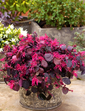 Jazz Hands Bold® Chinese Fringe Flower (Loropetalum chinense 'Kurobi') growing in a garden landscape, showing mature shrub form.