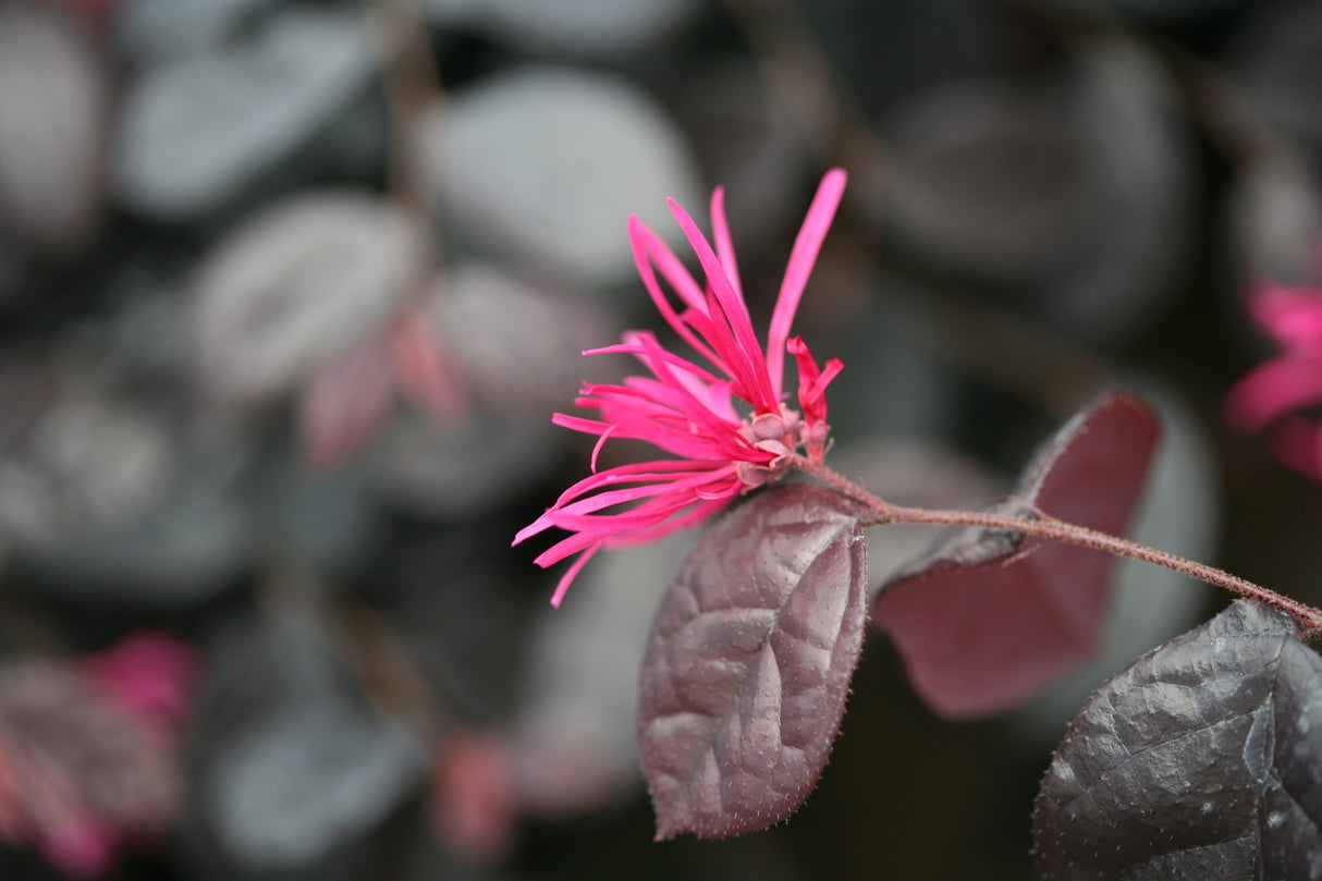 Jazz Hands Bold® Chinese Fringe Flower (Loropetalum chinense 'Kurobi') shrub detail, image 6 of 10.