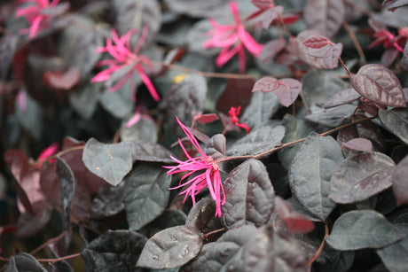 Jazz Hands Bold® Chinese Fringe Flower (Loropetalum chinense 'Kurobi') shrub detail, image 7 of 10.