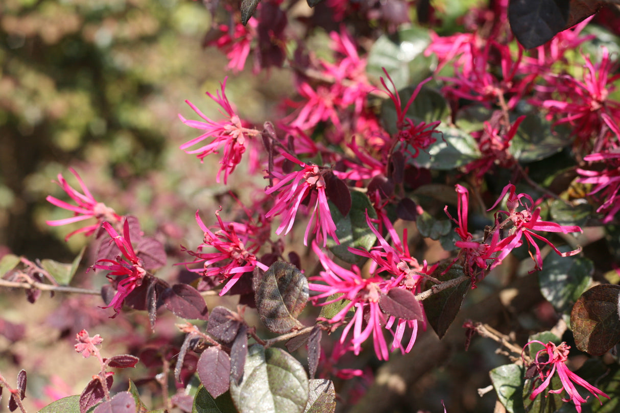 Jazz Hands Bold® Chinese Fringe Flower (Loropetalum chinense 'Kurobi') shrub detail, image 8 of 10.
