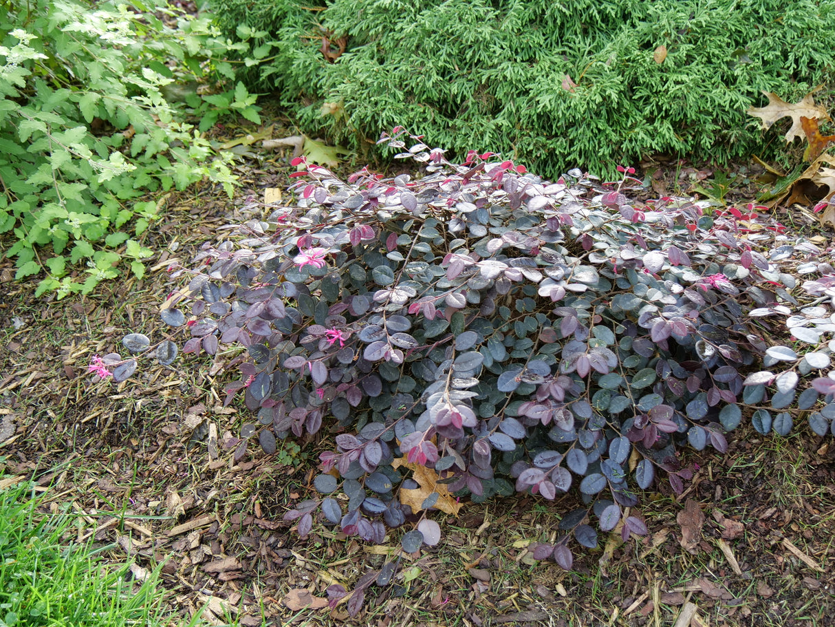 Jazz Hands Bold® Chinese Fringe Flower (Loropetalum chinense 'Kurobi') shrub detail, image 10 of 10.