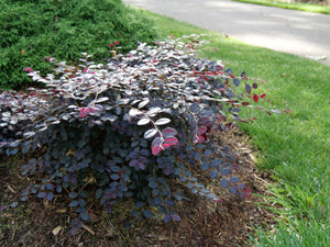 Jazz Hands Bold® Chinese Fringe Flower (Loropetalum chinense 'Kurobi'), a shrub featuring arching, dense form.
