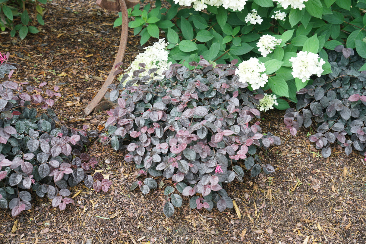 Jazz Hands Mini® Chinese Fringe Flower (Loropetalum chinense 'Beni Hime') growing in a garden landscape, showing mature shrub form.