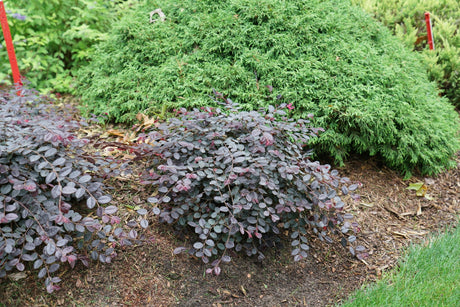 Jazz Hands Mini® Chinese Fringe Flower (Loropetalum chinense 'Beni Hime') planted in a residential landscape.