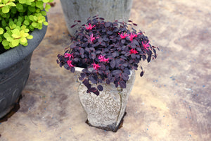 Jazz Hands Mini® Chinese Fringe Flower (Loropetalum chinense 'Beni Hime') shrub detail, image 6 of 11.