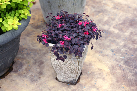 Jazz Hands Mini® Chinese Fringe Flower (Loropetalum chinense 'Beni Hime') shrub detail, image 6 of 11.